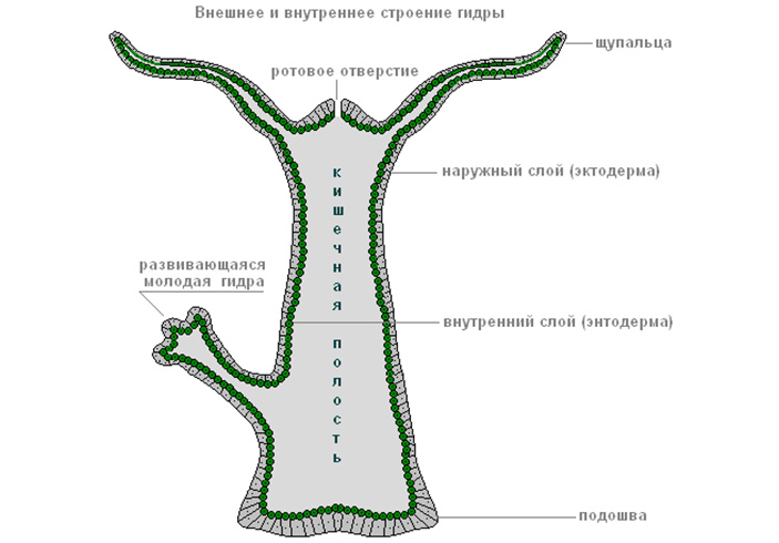 Kraken ссылка krakentor site